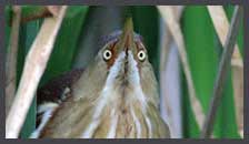 Least Bittern